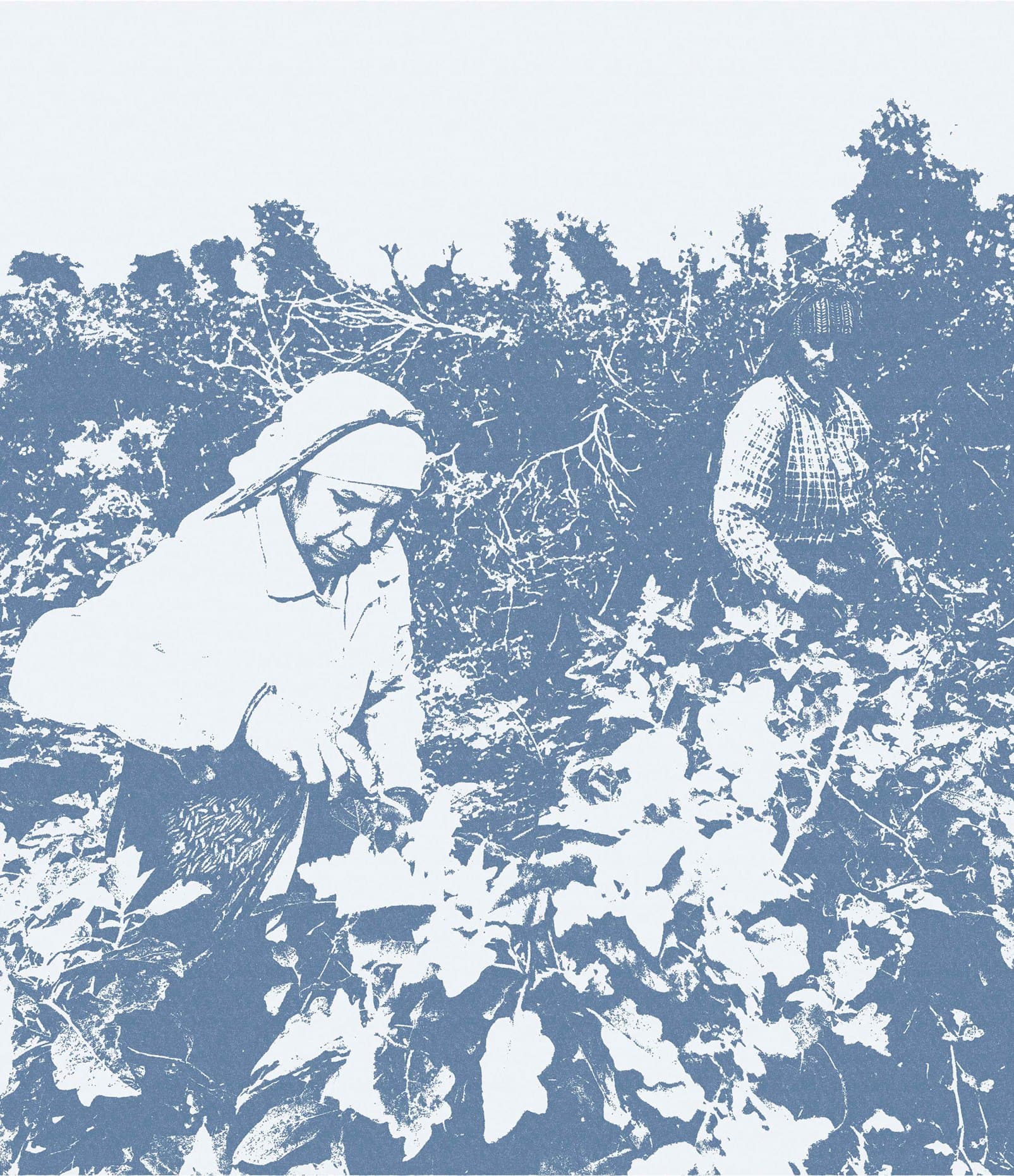 Two people harvesting plants together in a field, rendered as a blue-and-white duotone.