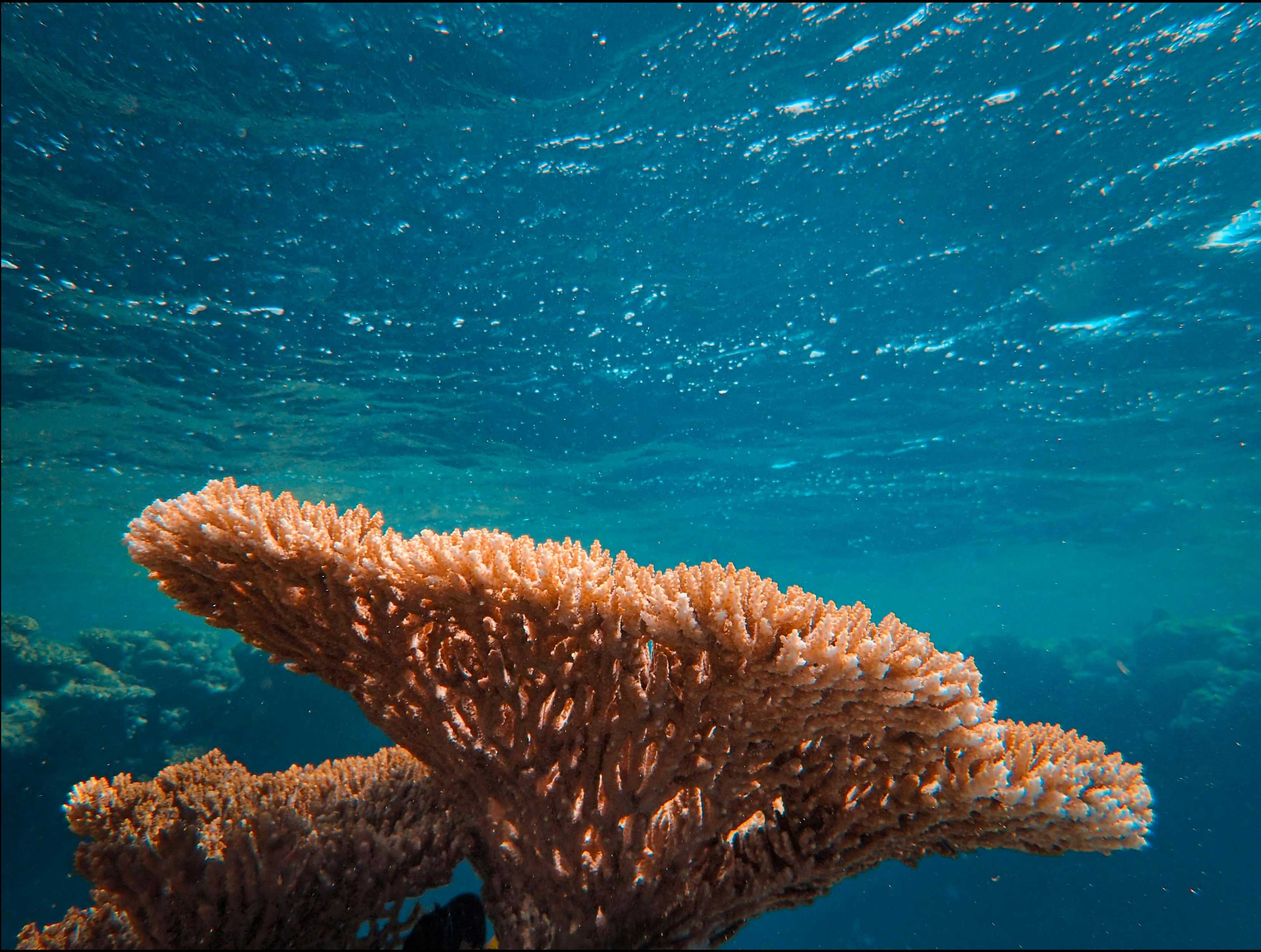 Sunlit table coral near the ocean surface, with rippling turquoise water above.