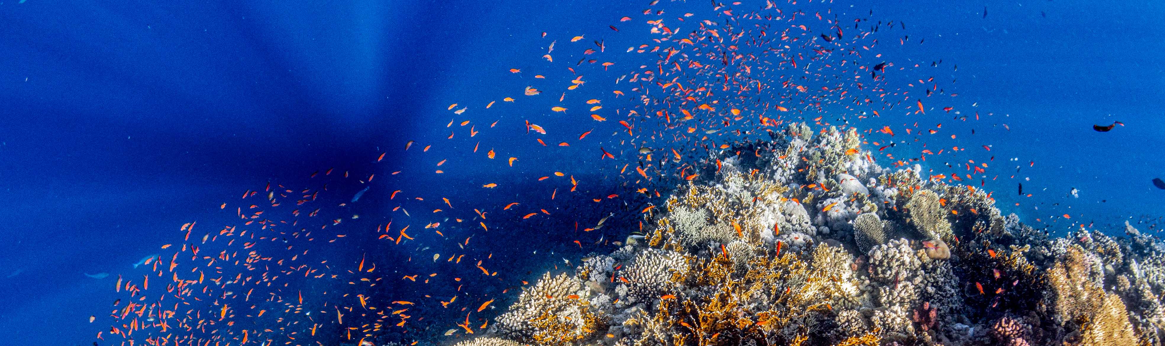 A vibrant coral reef teeming with orange anthias fish in deep blue water.